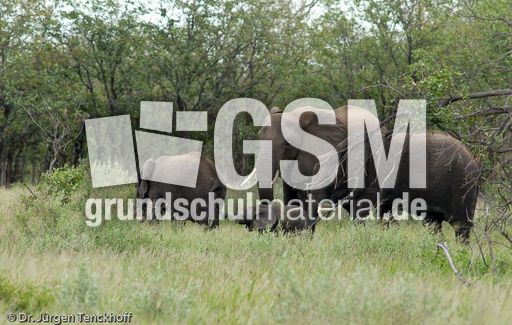 Afrikanischer Elefant (121 von 131).jpg